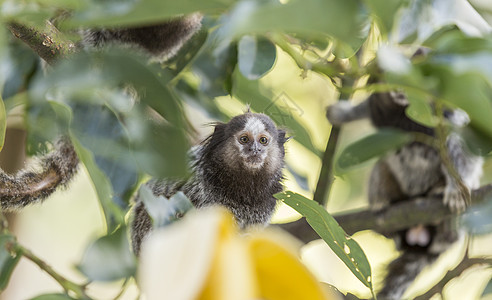 假麻猴旅行公园毛皮野生动物动物灵长类荒野橙子国家家庭图片