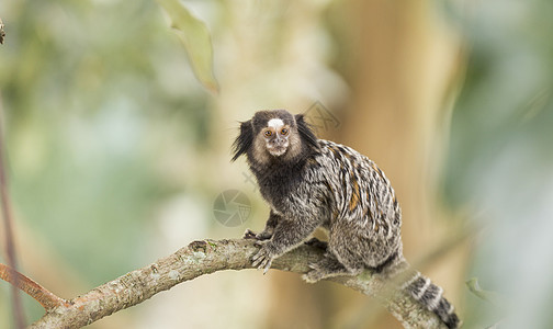 假麻猴宠物野生动物尾巴拥抱荒野哺乳动物森林动物眼睛家庭图片