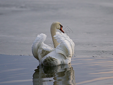 湖里有天鹅的美丽背景游泳荒野镜子羽毛红色动物灰色野生动物日落眼睛图片