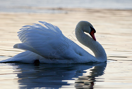日落时湖中天鹅的美丽孤立照片羽毛荒野红色游泳野生动物灰色镜子眼睛白色动物图片