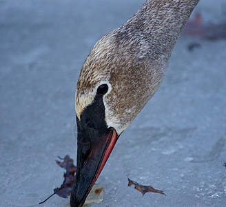 美丽的孤立照片 一只天鹅从冰面上吃东西图片
