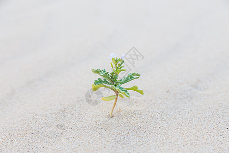 在沙漠沙滩上盛开的单芽沙漠生存叶子幼苗豆芽气候季节土壤生活生态图片