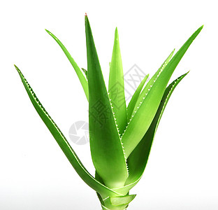 白上隔离的 Aloe vera 植物治愈护理芦荟花愈合皮肤药品宏观生长化妆品果汁图片