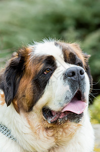 圣伯纳德狗的肖像宠物女性救援犬类公园草地哺乳动物猎犬花园毛皮图片