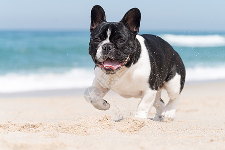 沙滩上的法国斗牛犬宠物婴儿海滩小狗抛光犬类朋友动物风景跑步图片