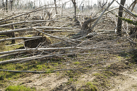 强风树干保险天气风暴飓风环境灾难绿色图片