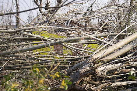强风风暴飓风树干环境灾难天气保险绿色图片