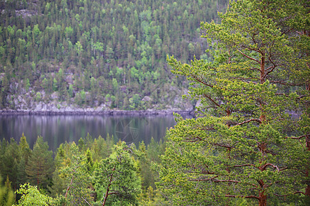 挪威丁夏湖风景廷舍电报松树图片