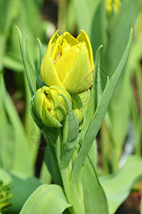 春天的郁金香花园花束晴天季节草地黄色公园叶子植物群植物图片