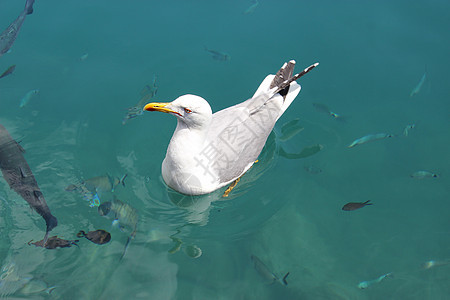 海鸥与鱼一起游泳蓝色鸟类圆圈港口海洋翅膀羽毛阳光自由环境图片