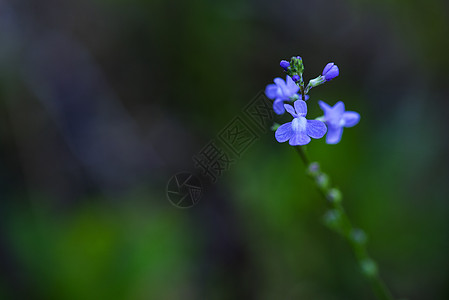 蓝青拖松植物群荒野紫色植物水平黄色野花岩石野生动物白色图片