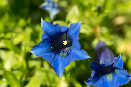 花园中蓝春花朵的花朵高地山脉植物远足荒野背景文化保护资产植物学图片