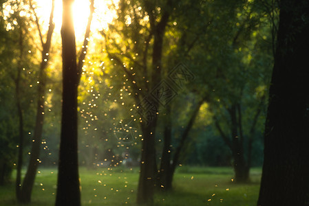 日落时美丽的魔法林 阳光明阳和飞翔的粒子图片