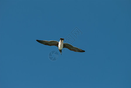 蓝天的鸟飞翔鲱鱼白鸟蓝色家禽鸟儿自由森林荒野羽毛野生动物图片