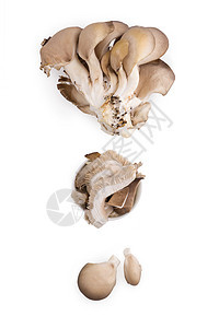新鲜牡蛎蘑菇团体烹饪平菇白色美食食物蔬菜图片