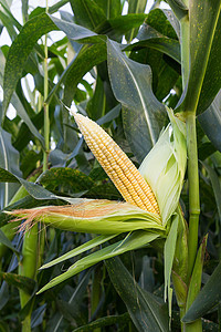 特写玉米在尾随的玉米农场蔬菜粮食植物棒子营养内核店铺场地玉米芯图片