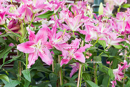 紧贴粉红百合花植物群季节花园花瓣粉红色百合粉色绿色植物园艺图片