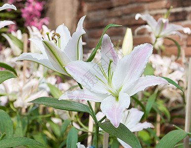 紧贴白百丽花植物群美丽植物花瓣白色百合花园绿色季节园艺图片