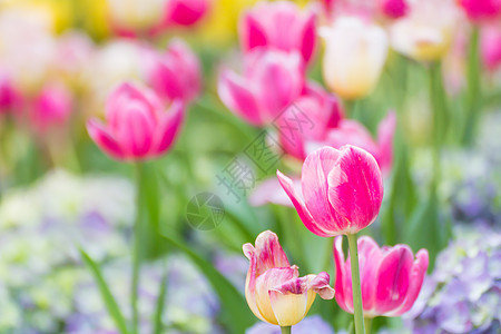 花园中的粉红郁金花季节场地植物郁金香植物群粉色活力生活生长农场图片