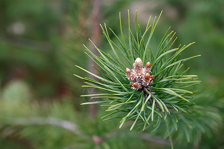 Pine Twig 宏云杉植物木头绿色针叶树生长森林枝条图片