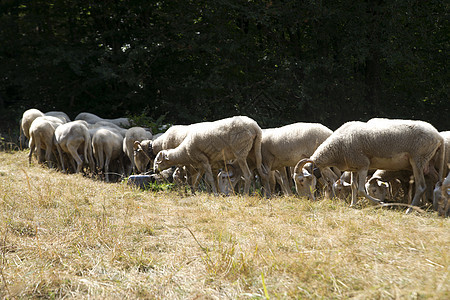 羊群放牧动物乡村白色农场羊肉绿色牧场羊毛哺乳动物母羊图片