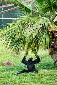 动物园中的黑色 Gibbon图片