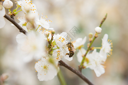 蜜蜂在杏子枝上授粉花朵图片