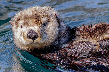 水轮船海獭野生动物荒野棕色哺乳动物毛皮海洋图片