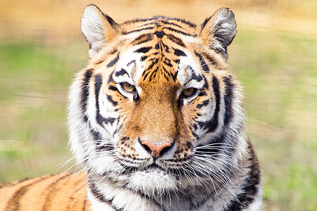 西伯利亚虎动物群神话动物捕食者危险橙子食肉野生动物老虎豹属图片