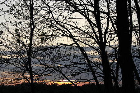 日落森林天空树木背景图片