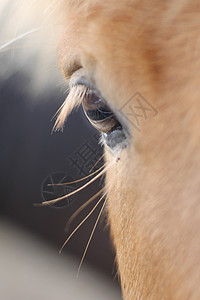 冰岛马拥抱眼睛鬃毛马眼马毛抓挠红马瘙痒图片