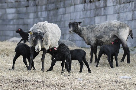 羊母亲灰色黑头家畜黑色白色动物石头砖墙农场图片