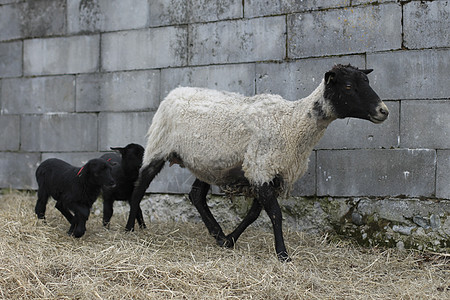 羊黑色白色家畜灰色母亲石头动物黑头砖墙农场图片
