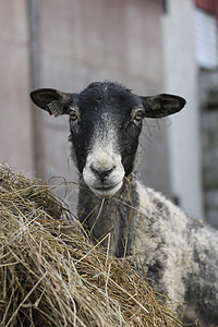 羊黑头母亲灰色农场家畜黑色白色图片