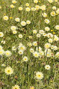 丹迪利翁 塔拉克森 黄色花朵季节花瓣场地花园植物图片