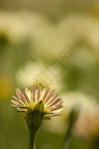丹迪利翁 塔拉克森 黄色花朵花园花瓣植物场地季节图片