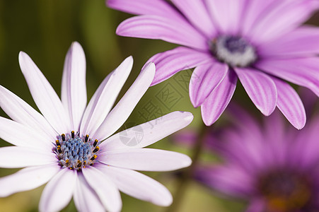 特写紫向日葵花粉植物粉色季节花园宏观花瓣向日葵双形紫色图片