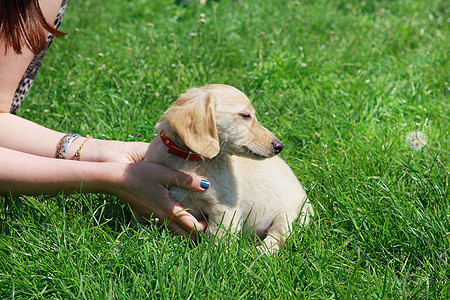 白达施蒙小狗坐在妇女手中的绿草地上图片