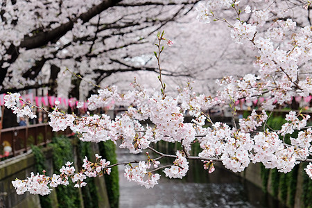 东京的樱花花图片