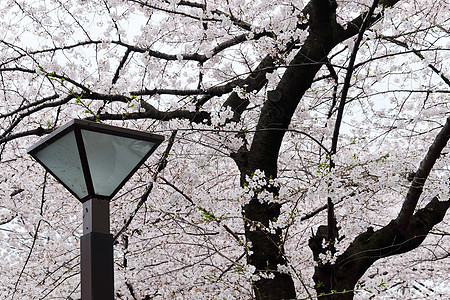 在东京的樱花花图片