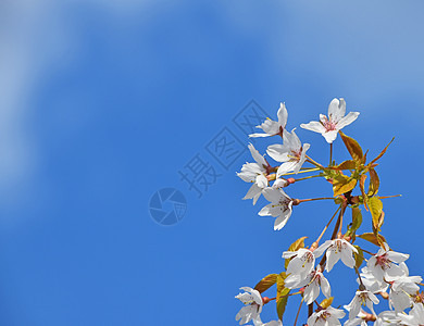 蓝天的白樱花开花多云树叶天空绿色季节蓝色花朵白色樱花图片