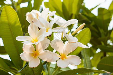 白freangipani热带花朵 在树上开花的梅花 温泉花红色花瓣异国温泉花束香味情调香水植物叶子图片