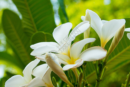白freangipani热带花朵 在树上开花的梅花 温泉花异国情调叶子香水温泉植物学植物环境红色花瓣图片