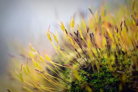 野植物生活荒野场地土地粮食草皮农村花园叶子环境图片