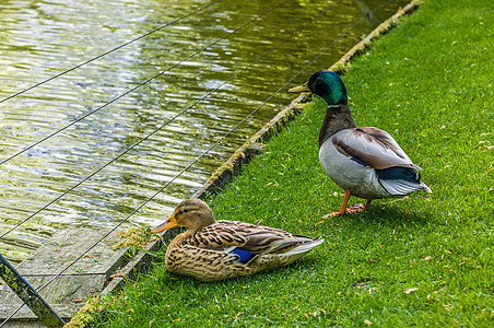 坐在绿草上水边的两只马勒达鸭子图片