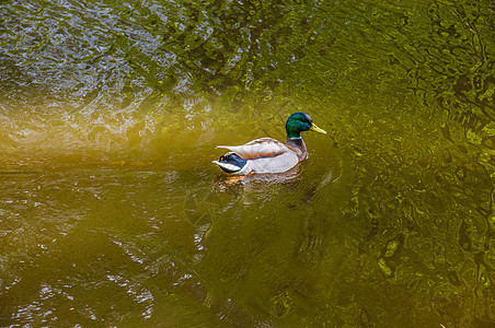 在池塘里游泳的马华达鸭图片