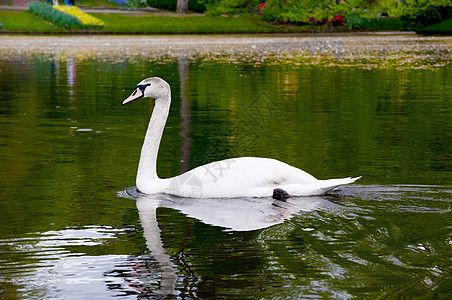 在阳光明媚的白天 蓝湖水天鹅羽毛荒野游泳场景野生动物脖子反射镜子池塘蓝色图片