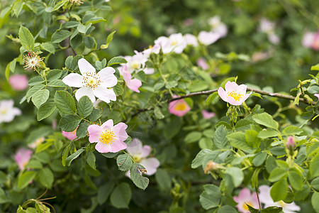 野玫瑰开花植物生活荒野农村花园植物群生长脆弱性花瓣绿色图片