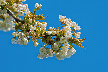 梅花枝的花朵图片