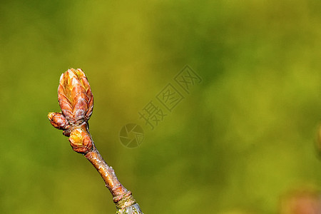 树的树枝上的青芽宏观生长季节发芽树木叶子花园生活植物群枝条图片